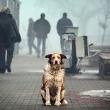 <h1>Собачий вопрос</h1> <h3>Дзержинский блогер выступает против собак</h2>